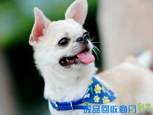 萌宠图片第41期：可爱的吉娃娃