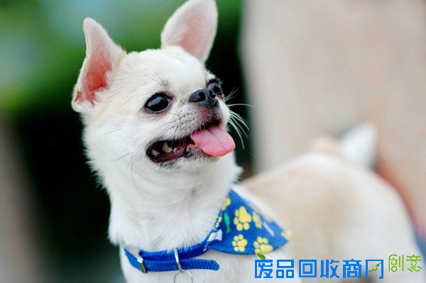 萌宠图片第41期：可爱的吉娃娃