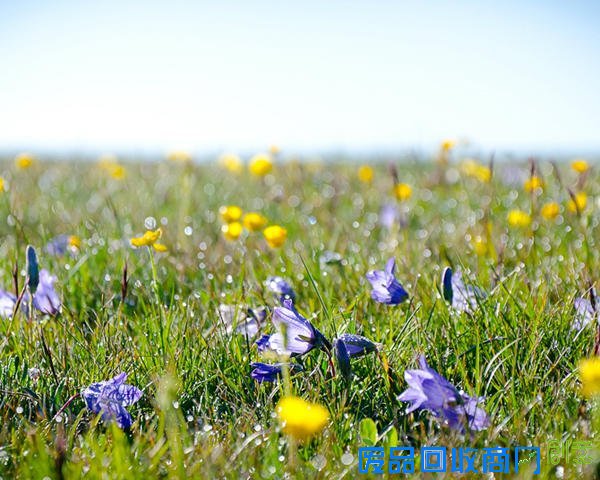 唯美摄影：清晨的第一滴露水