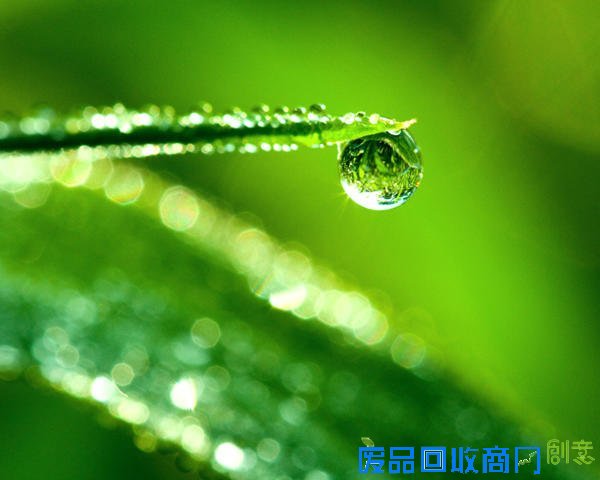 唯美摄影：清晨的第一滴露水