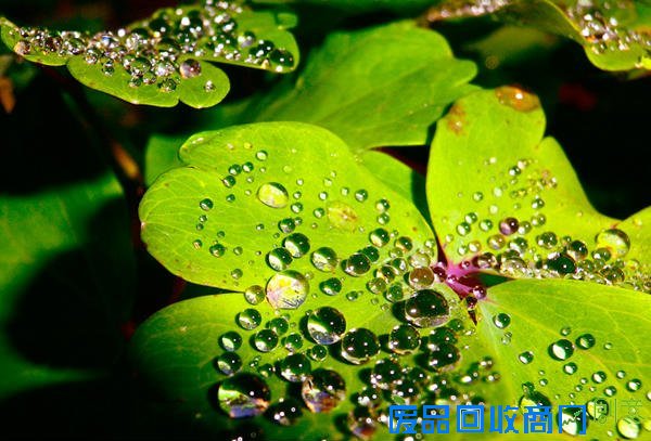 唯美摄影：清晨的第一滴露水