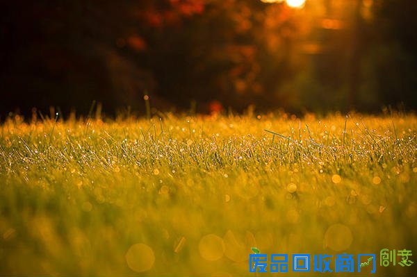 唯美摄影：清晨的第一滴露水