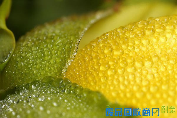 唯美摄影：清晨的第一滴露水