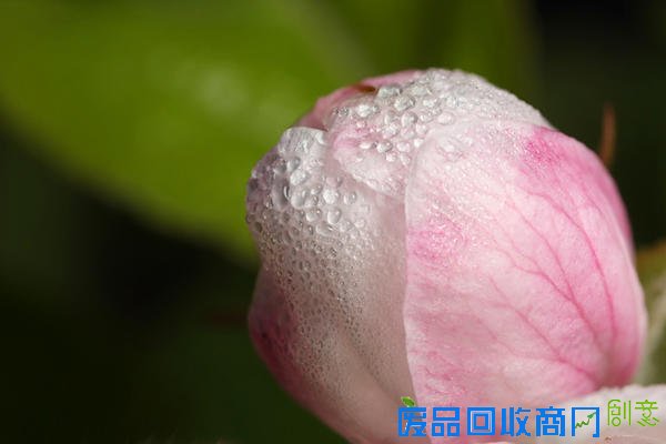 唯美摄影：清晨的第一滴露水