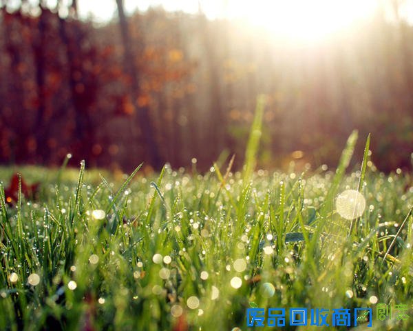 唯美摄影：清晨的第一滴露水