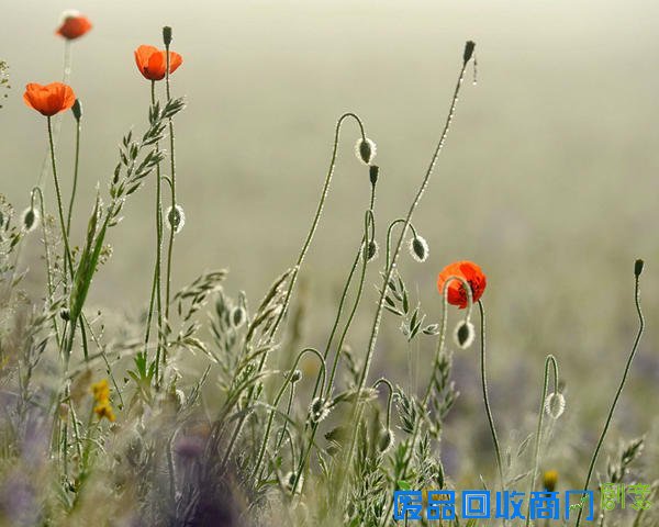 唯美摄影：清晨的第一滴露水