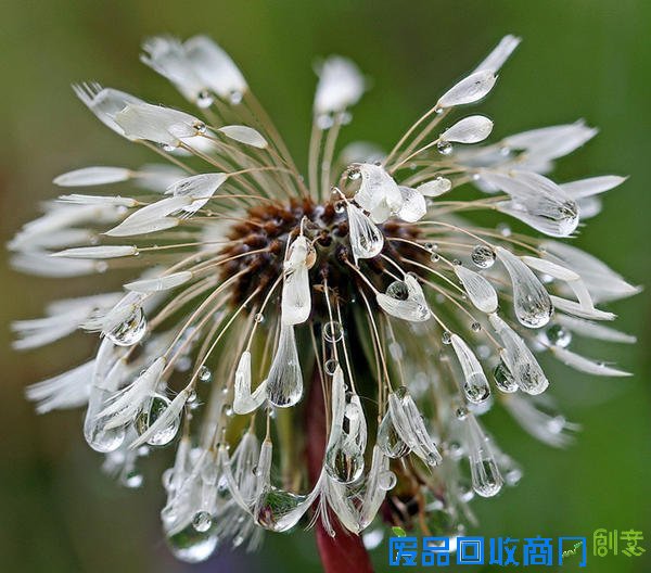 唯美摄影：清晨的第一滴露水