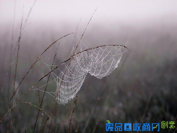 唯美摄影：清晨的第一滴露水