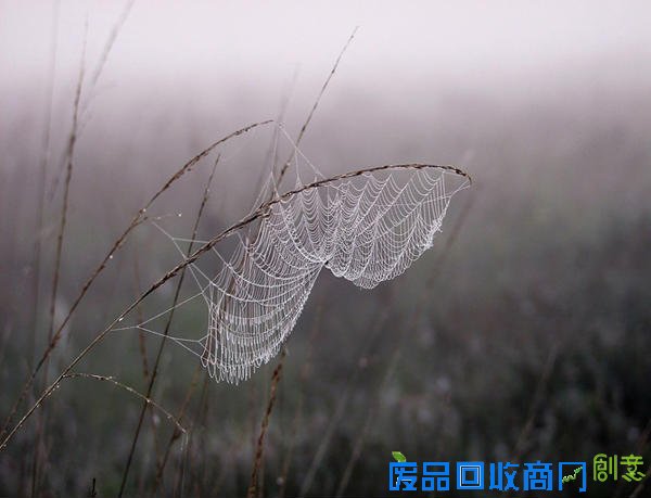 唯美摄影：清晨的第一滴露水