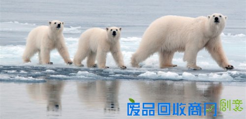 北极熊冰上用肚子滑行 可爱动作隐藏原因令人忧