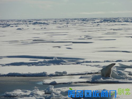资料图片：外界担心全球暖化，冰层面积缩小、变薄后，北极熊生存也遭到威胁。