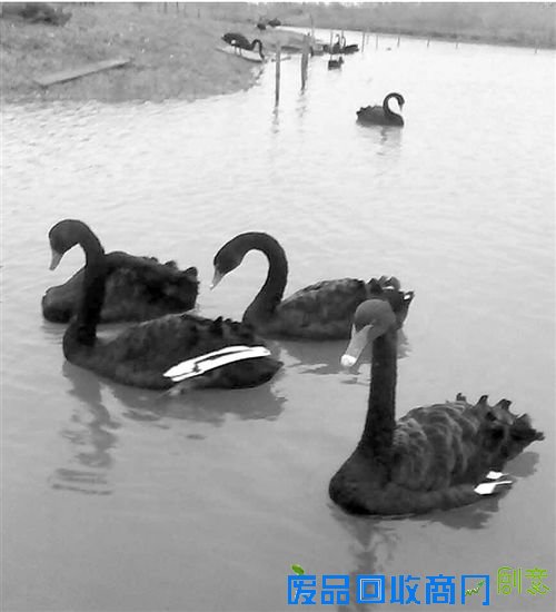 贪吃大叔公园偷天鹅下酒公天鹅悲伤寻“妻”（图）