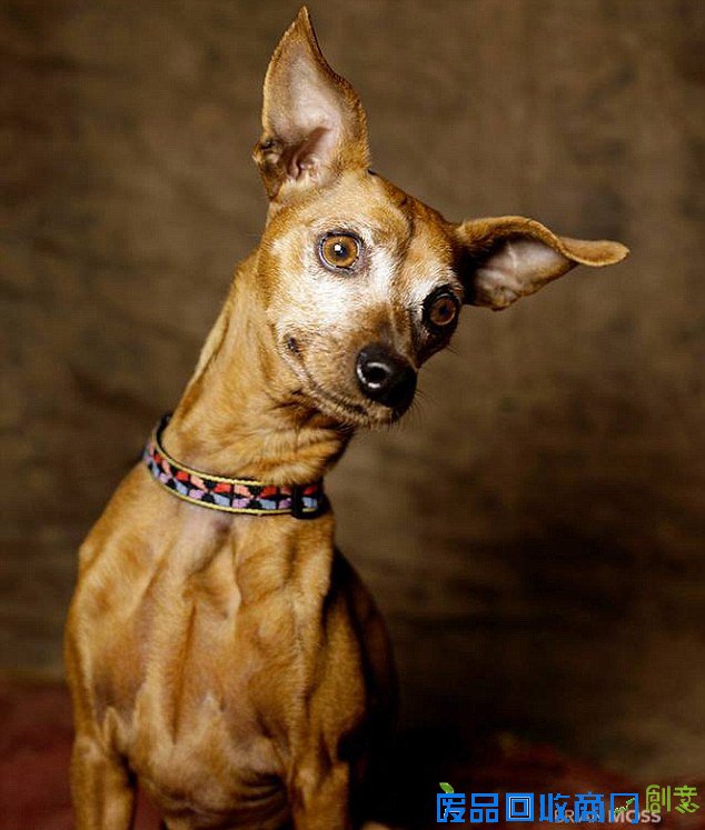 美摄影师为流浪狗拍暖心照觅新家（组图）