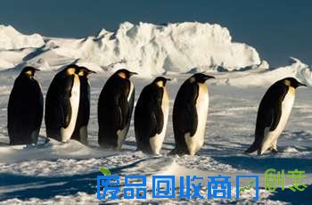 南极帝企鹅群相拥取暖 连续暴风雪严重影响生活 企鹅也难过