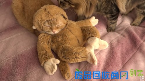 猫咪卖力扮小猴迎接猴年 吃香蕉卖萌超可爱(图)