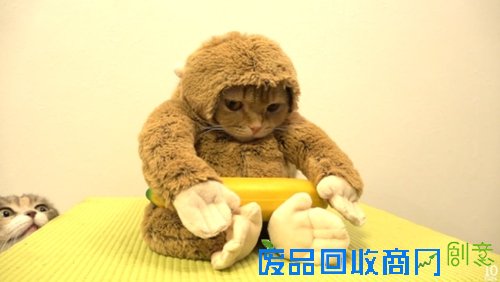猫咪卖力扮小猴迎接猴年 吃香蕉卖萌超可爱(图)