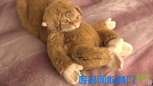 猫咪卖力扮小猴迎接猴年 吃香蕉卖萌超可爱(图)