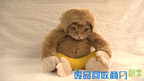 猫咪卖力扮小猴迎接猴年 吃香蕉卖萌超可爱(图)