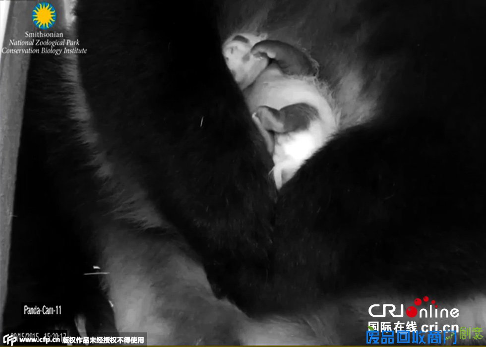 旅美大熊猫美香幼崽新照曝光 毛发黑白分明呆萌可爱(组图)