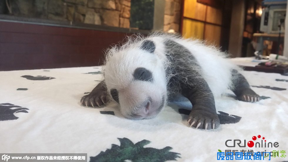 旅美大熊猫美香幼崽新照曝光 毛发黑白分明呆萌可爱(组图)