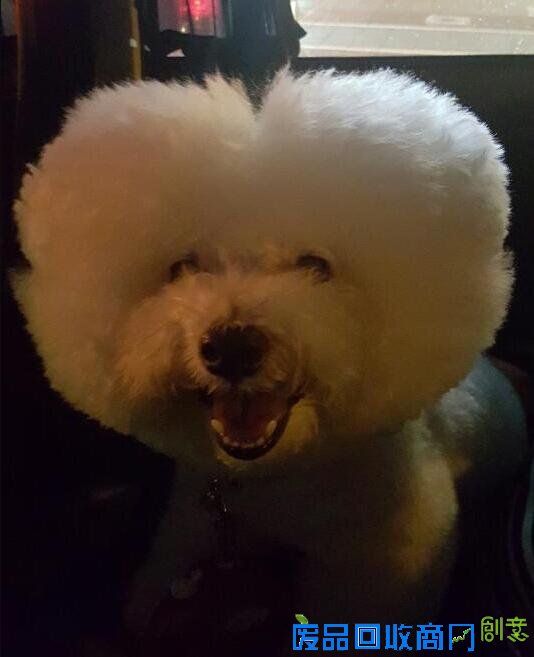 蔡依林晒与爱犬合影 狗狗对镜头咧嘴笑超可爱(图)