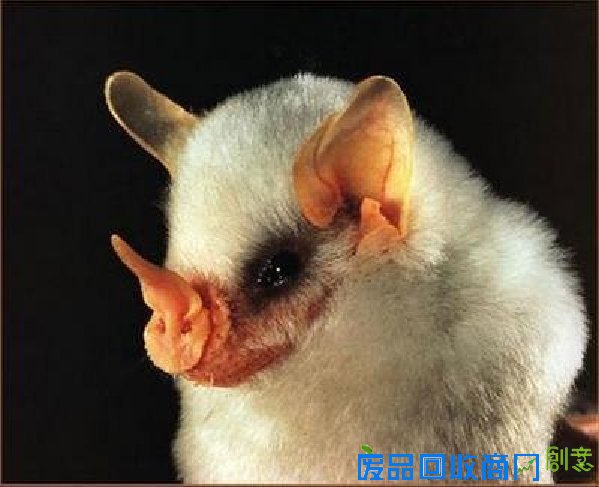 动物界丑陋外星人：墨西哥行走鱼最可爱(图)