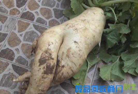 南京23斤大萝卜 又白又胖很销魂很性感【图】