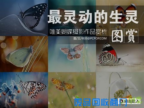 最灵动的生灵 唯美蝴蝶摄影作品赏析