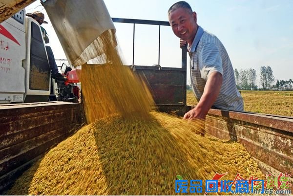 参赛者张大岗的这幅《稻花香来丰收乐》荣获一等奖