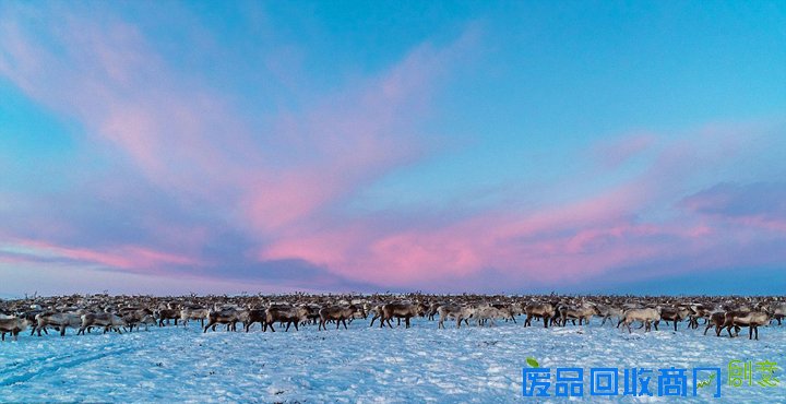 北欧数千驯鹿向南迁徙 场面壮观唯美