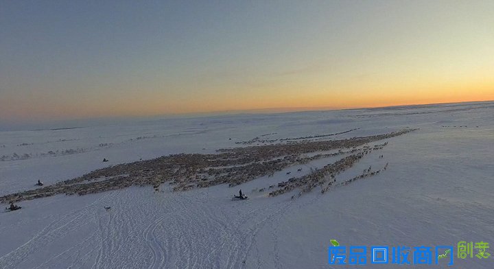 北欧数千驯鹿向南迁徙 场面壮观唯美