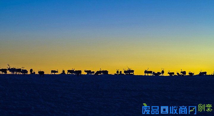 北欧数千驯鹿向南迁徙 场面壮观唯美
