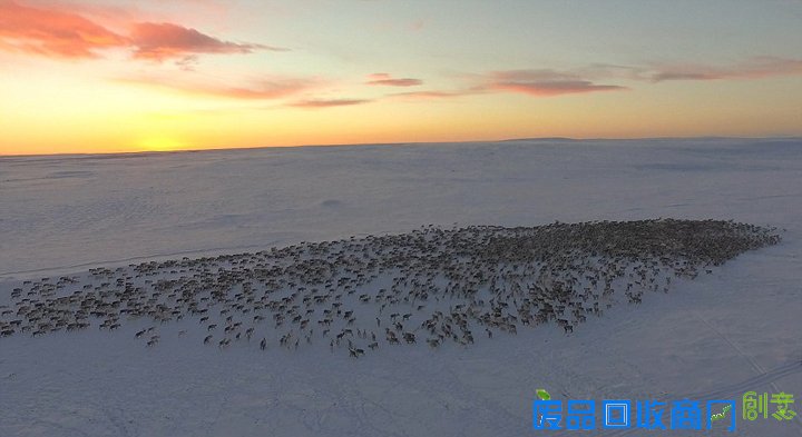 北欧数千驯鹿向南迁徙 场面壮观唯美