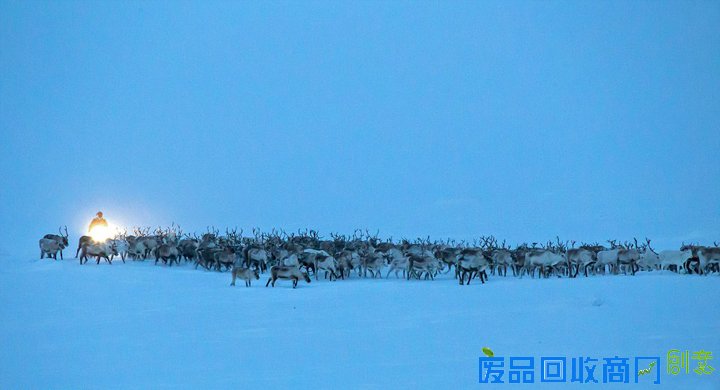 北欧数千驯鹿向南迁徙 场面壮观唯美