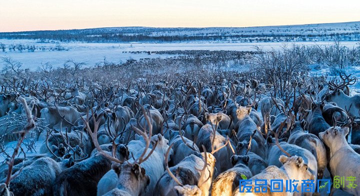 北欧数千驯鹿向南迁徙 场面壮观唯美