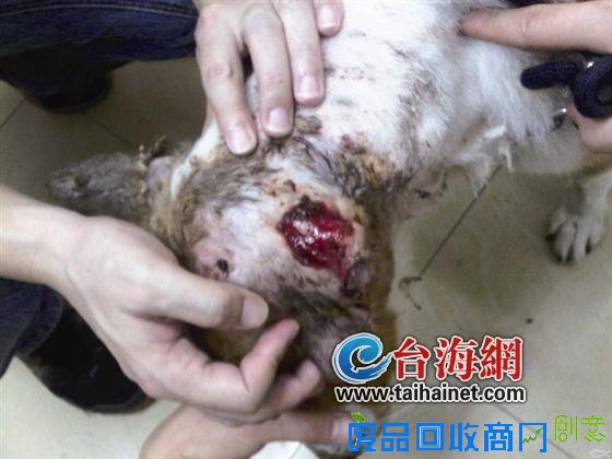 三年前它生蛆流浪在街头 三年后它出镜主人婚纱照