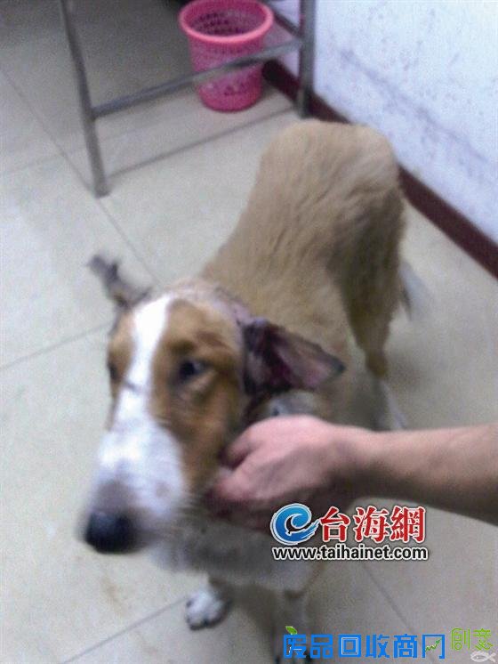 三年前它生蛆流浪在街头 三年后它出镜主人婚纱照