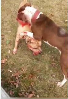 网曝江西斗狗团体 现场画面曝光：汪星人以命死拼(图)