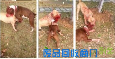网曝江西斗狗团体 现场画面曝光：汪星人以命死拼(图)