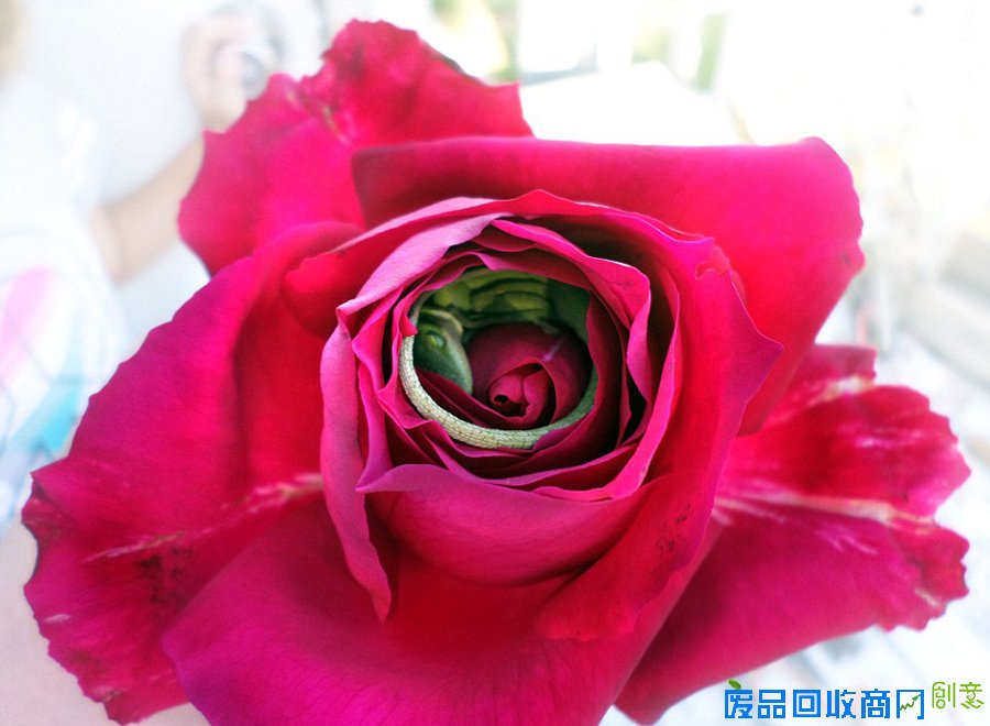 蜥蜴酣睡玫瑰花瓣中样子慵懒可爱