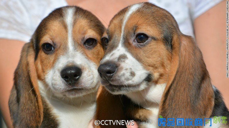 全球首批试管小狗成功诞生 被称作最可爱的科学突破(图)