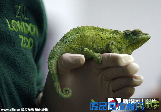 英国暖冬致松鼠身材“爆肥”