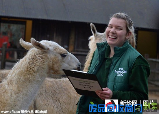 英国暖冬致松鼠身材“爆肥”