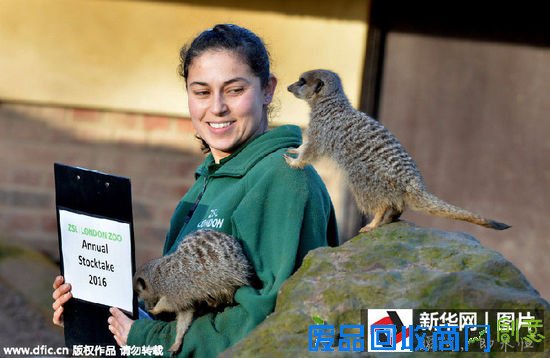 当地时间2016年1月4日，英国伦敦，伦敦动物园的管理员们开始了一年一度的例行动物清点工作。图为管理员清点猫鼬的数量。