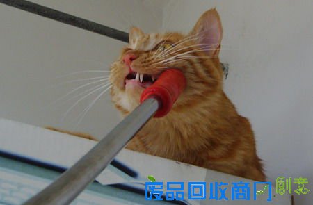 日本流行单人婚纱照 老年人未结成婚者纷纷来拍