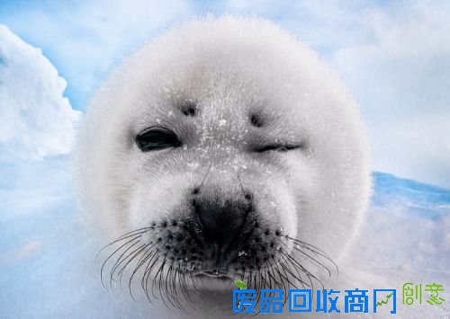 德摄影师抓拍呆萌小海豹顽皮摆造型