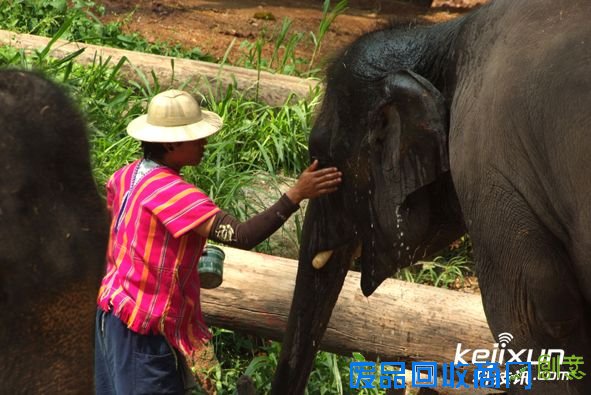 大象哭泣了，他该是多悲伤 (图)