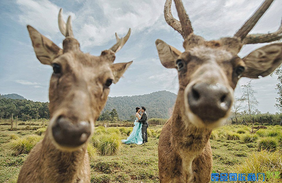 国际专业婚礼摄影协会拍出最滑稽婚纱照