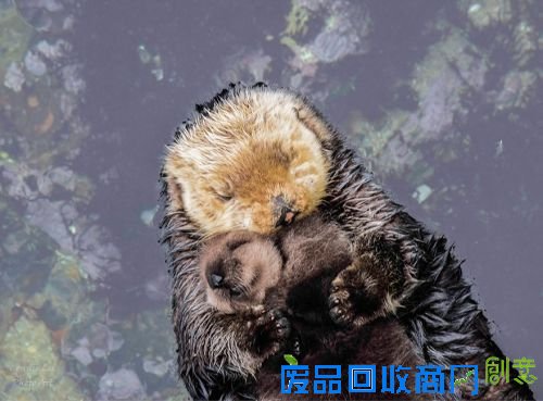 唯美！摄影师捕捉水獭宝宝与母亲亲昵镜头 小水獭出生仅一天
