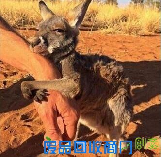 澳北领地评最受游客欢迎照片 “袋鼠撒娇照”夺冠